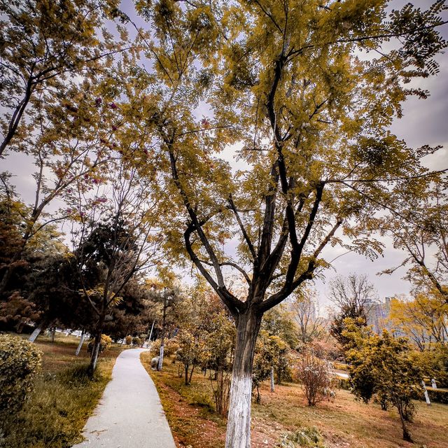 Trees and Reflections of Xi’an 