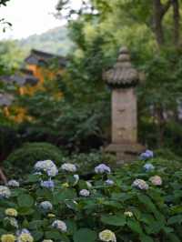 媲美京都清水寺｜杭州初夏的第一抹驚艷來自永福寺的繁花