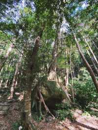 大阪周邊｜花一天時間，感受下世界遺產熊野古道的起點與終點。