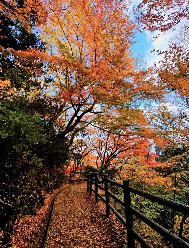 奈良若草山，令人心動的落葉。。