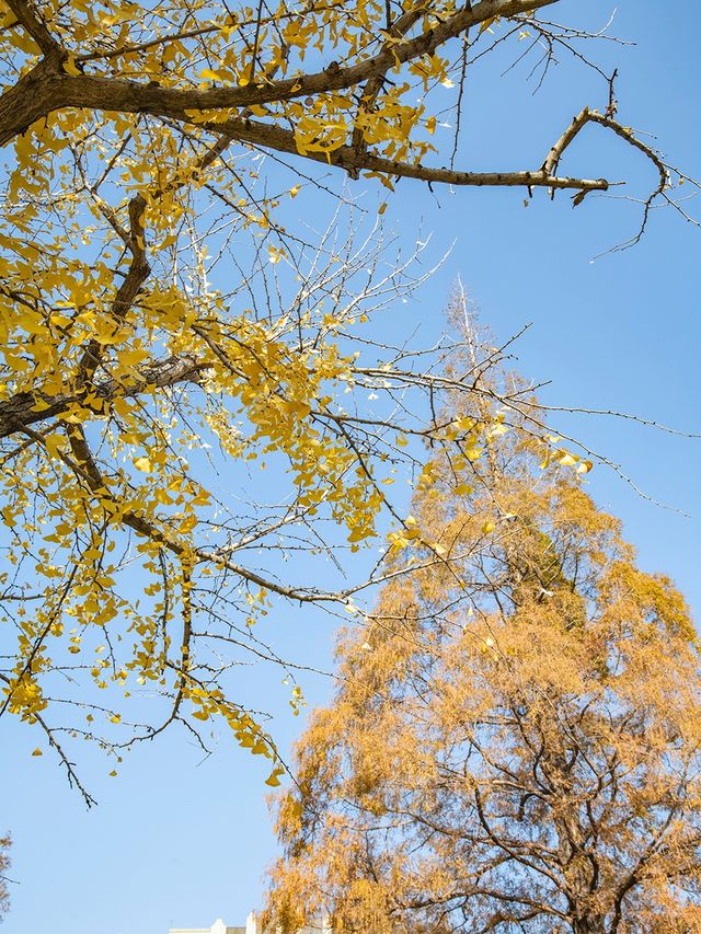 桂林公園最美秋葉季