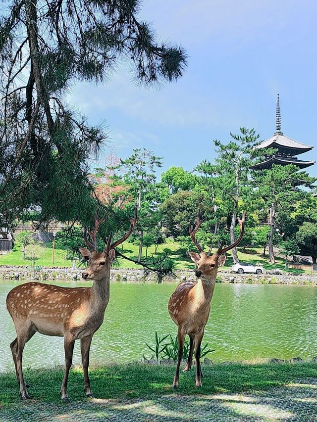 8日暢遊日本 盡享溫泉之旅