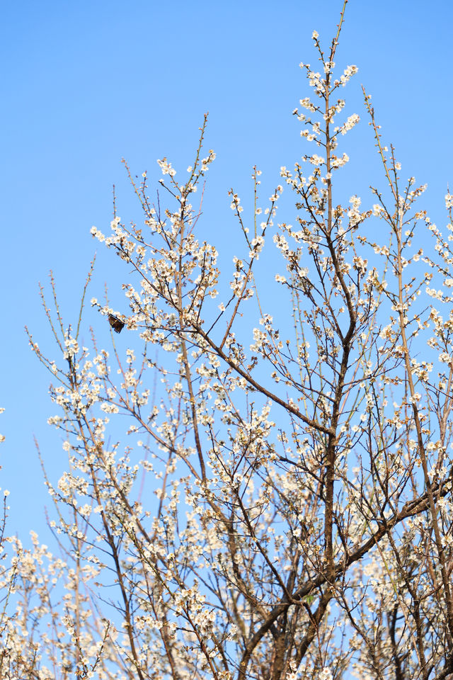 廣州 | 香雪公園的梅花怒放了(附路線)