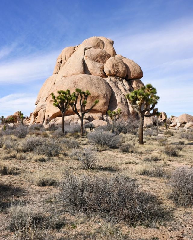 約書亞樹國家公園 | Joshua tree