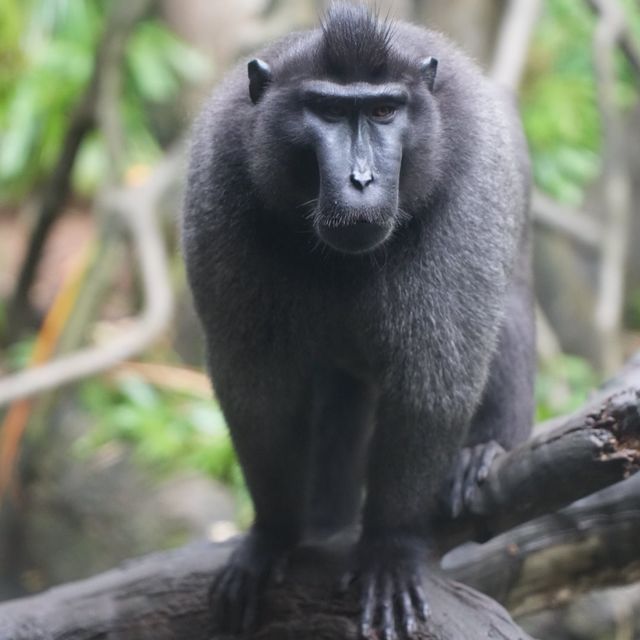 Singapore Zoo