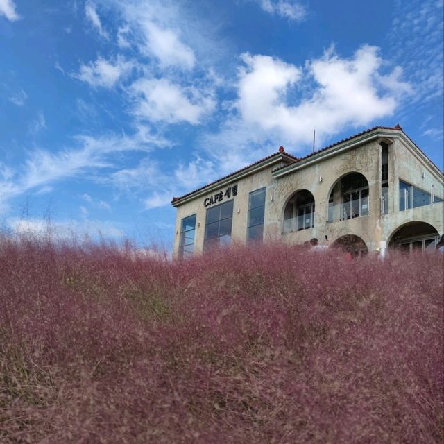 🇰🇷 Autumn's Blush: The Magic of Pink Muhly Grass