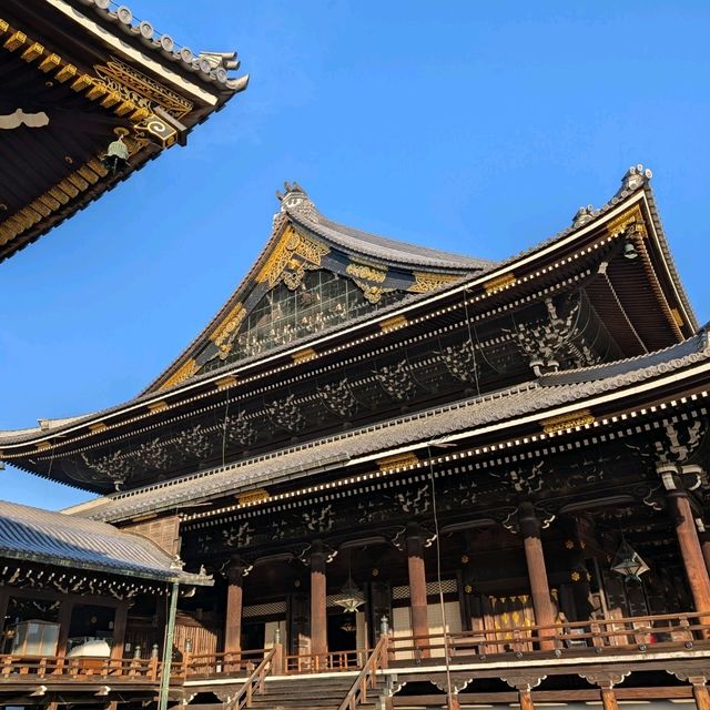 🇯🇵京都「西本願寺 東本願寺」銀杏盛開實況！穿越時空的寧靜之美