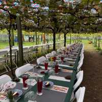 Grape picking with afternoon tea