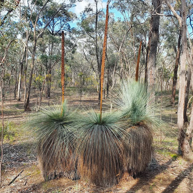 Nature’s Hidden Gem: Exploring Heathcote-Graytown