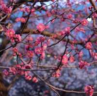 เที่ยวชมศาลเจ้า 湯島天神 Yushima Tenjin