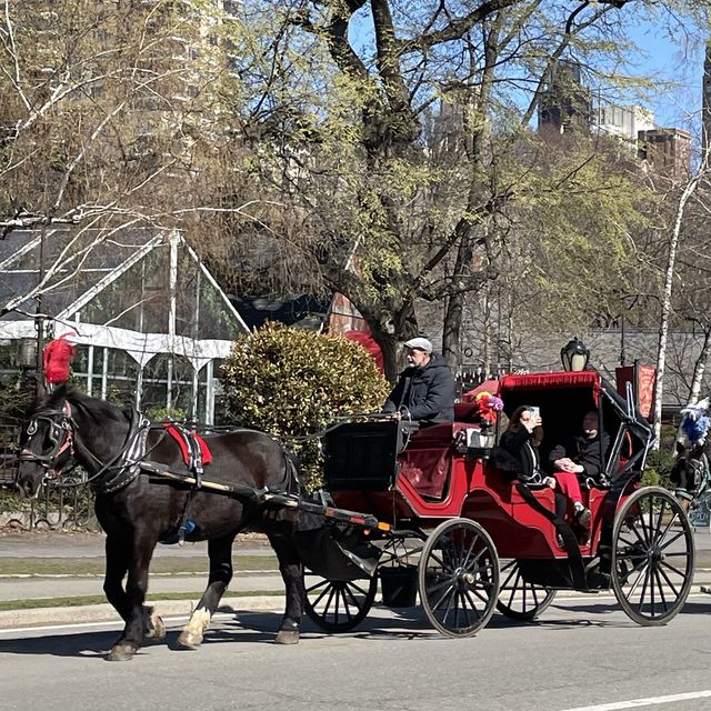 Sakura in Central Park 🇺🇸 New York City