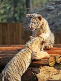 預算500 兩大一小雲南野生動物園親子遊攻略