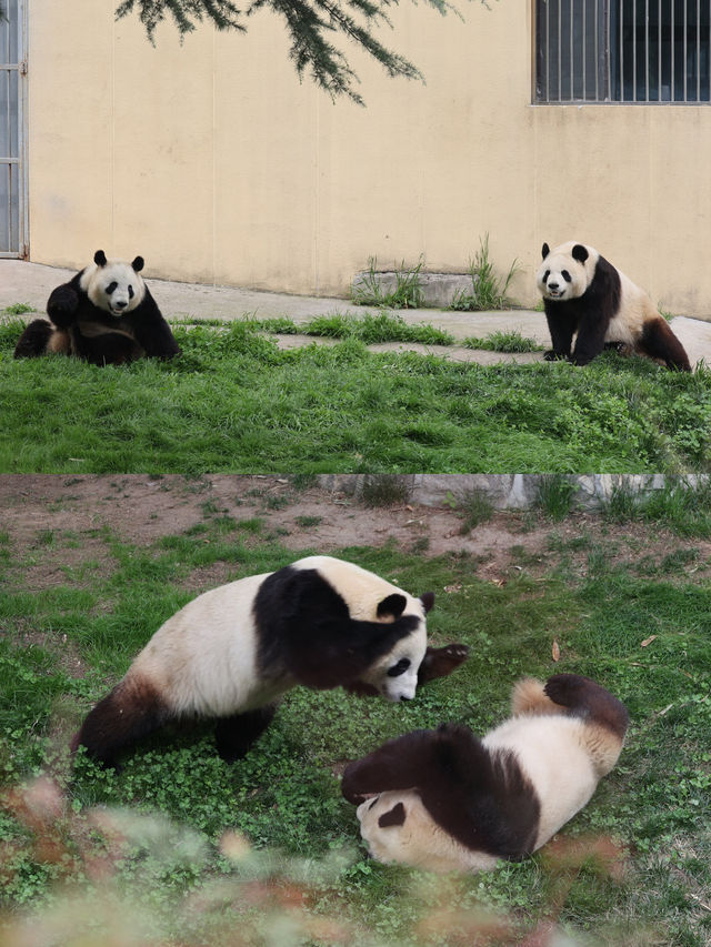 陝西丨西安秦嶺野生動物園看攻略