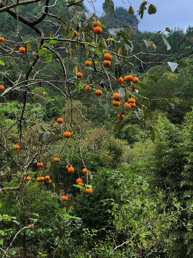 即將消失的行山路線——安山古道。