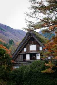 白川鄉避雷指南：周三勿往，出行必備攻略。