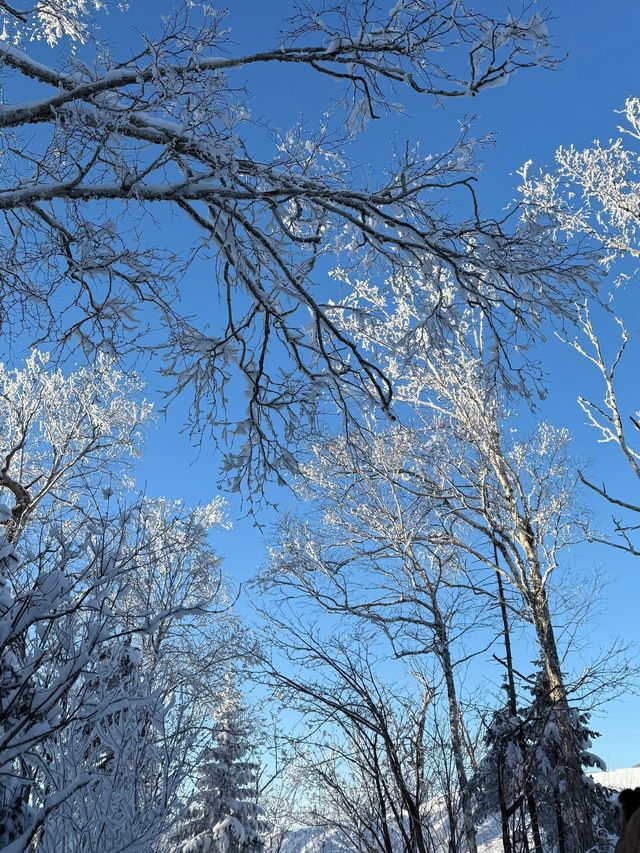 5日玩轉哈爾濱-雪鄉 看這篇就夠別錯過