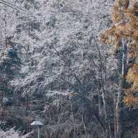 冰雪奇緣，釋放活力的滑雪天堂