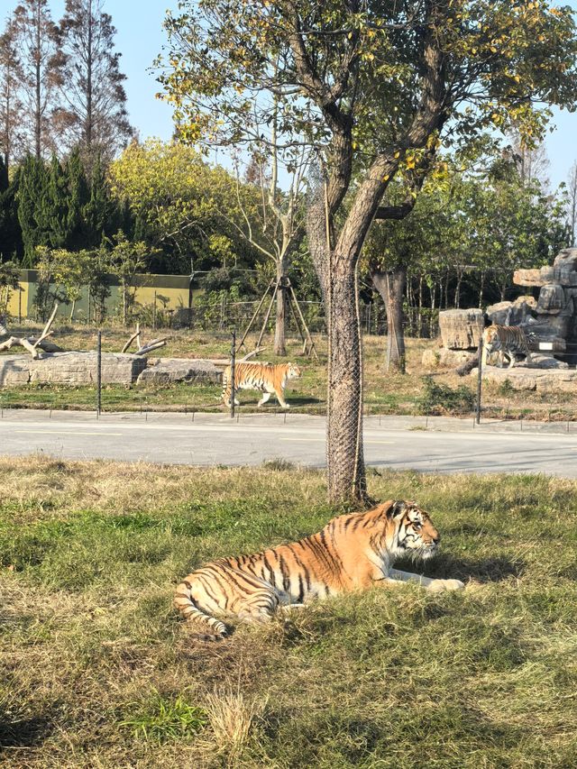 周末帶娃速逛上海野生動物園攻略，真不錯！