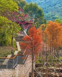 深圳頭陂公園，落羽杉紅透的小眾仙境