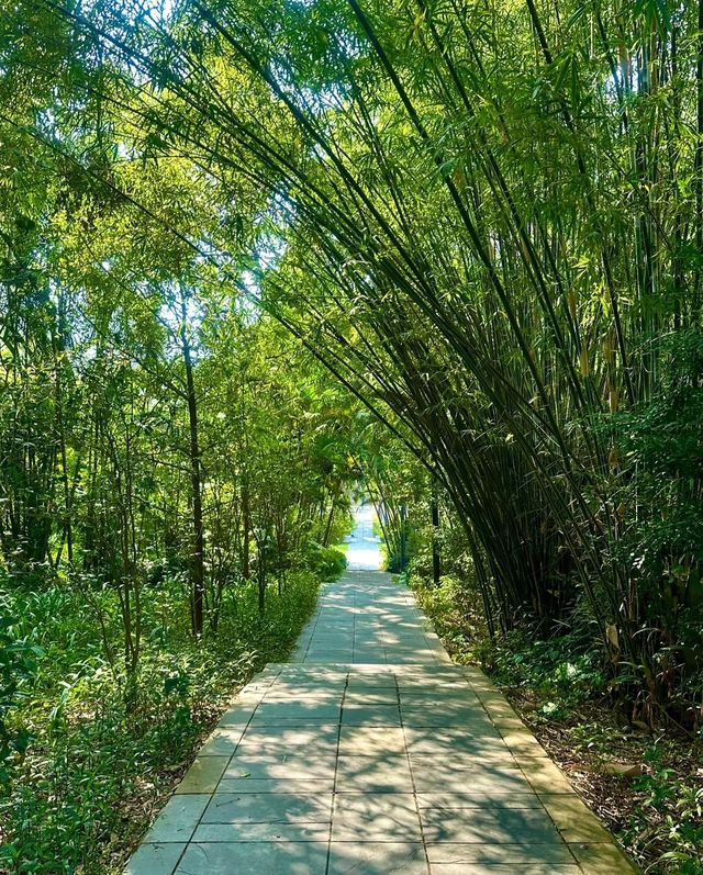 深圳！藏在鬧市中的郊野公園綠野仙蹤