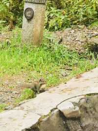 過年好去處：峨眉山2日遊 美景不容錯過