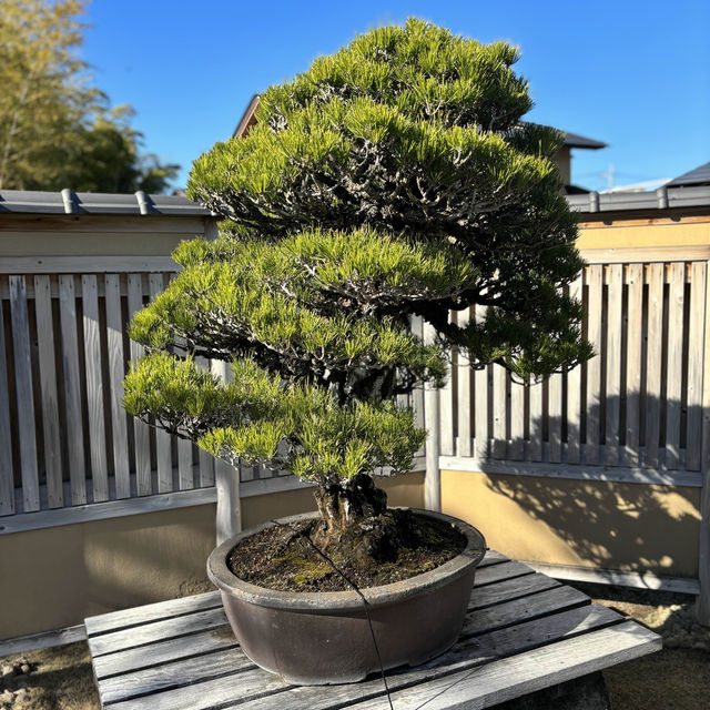 Life Lessons from a Bonsai Tree