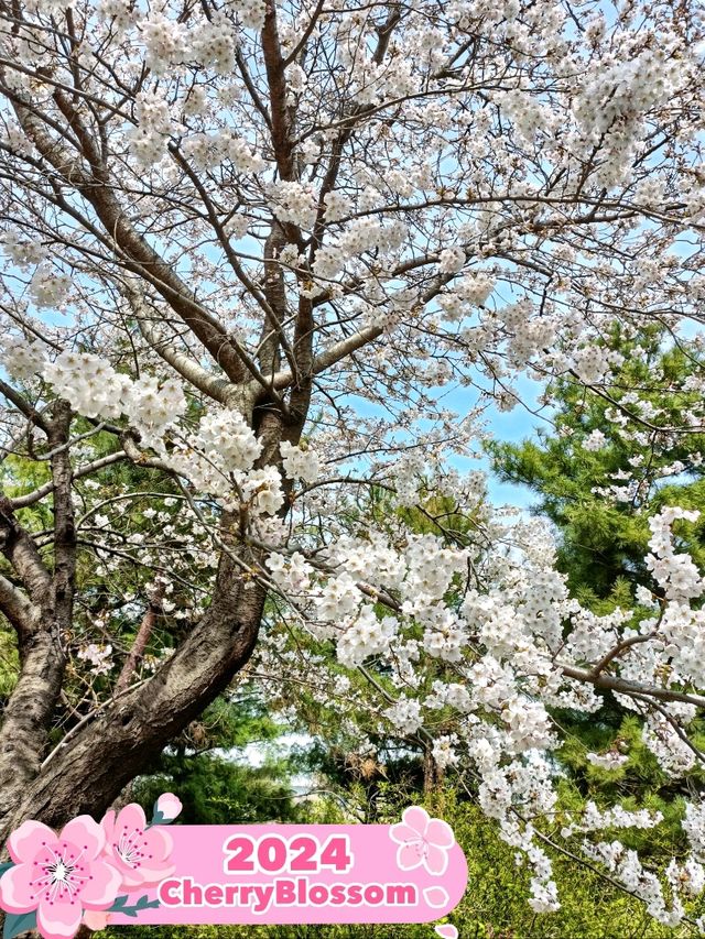 First sightings of Cherry Blossom 🌸 in Seoul!