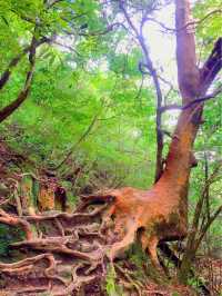 一度は行きたい世界遺産🌲屋久島🌲