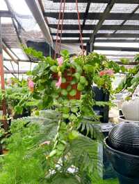 Guide to AGRO Nursery: Johor Bahru’s Premier Plant Haven