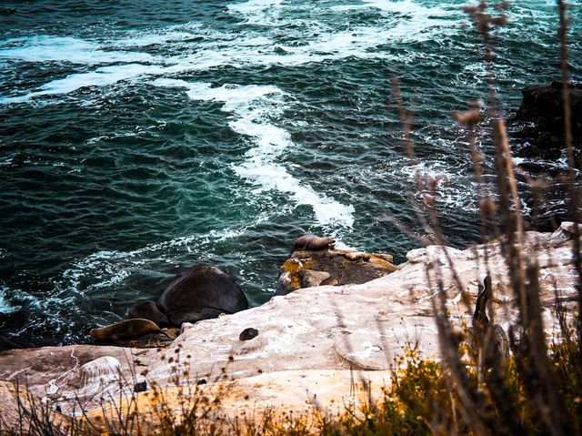 Seal and Sea Lion Encounters in La Jolla