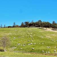 Daegwallyeong Sheep Farm - Swiss vibe