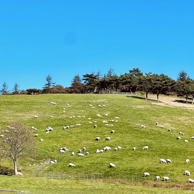 Daegwallyeong Sheep Farm - Swiss vibe