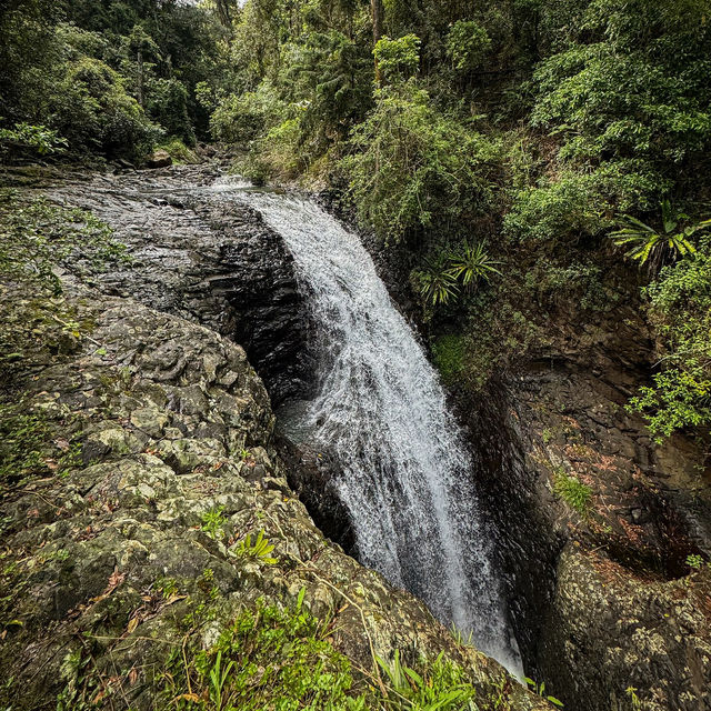 Discover the Enchanting Beauty of Springbrook National Park