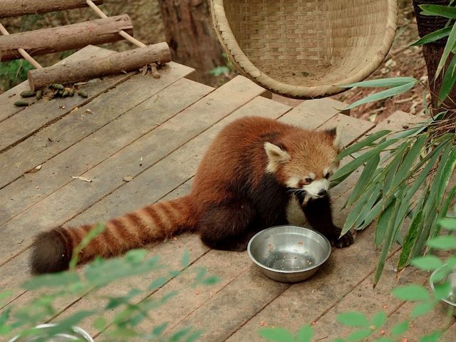 Day Visit to the Chengdu Panda Base