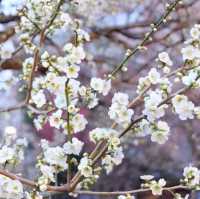 เที่ยวชมศาลเจ้า 湯島天神 Yushima Tenjin