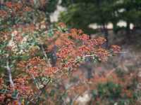 寧夏贺兰山蘇峪口國家森林公園