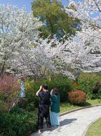 長風公園櫻花苑，春天玩點花的