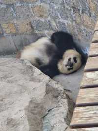 上海野生動物園一日遊花銷