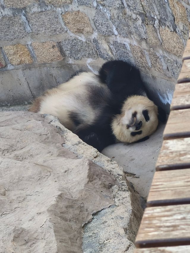 上海野生動物園一日遊花銷