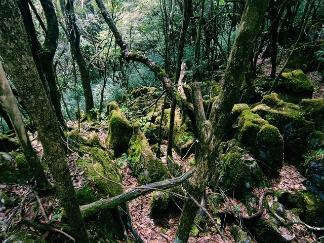 Magic Stone Forest Hiking Path