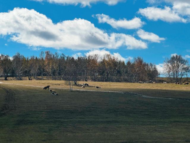 塞罕壩森林公園。