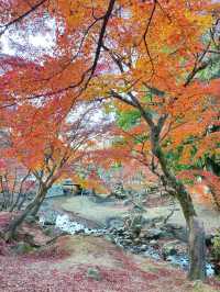 奈良公園除了可愛的小鹿，還有好看的楓葉