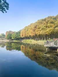 鹿湖公園：落羽杉已到最佳觀賞期