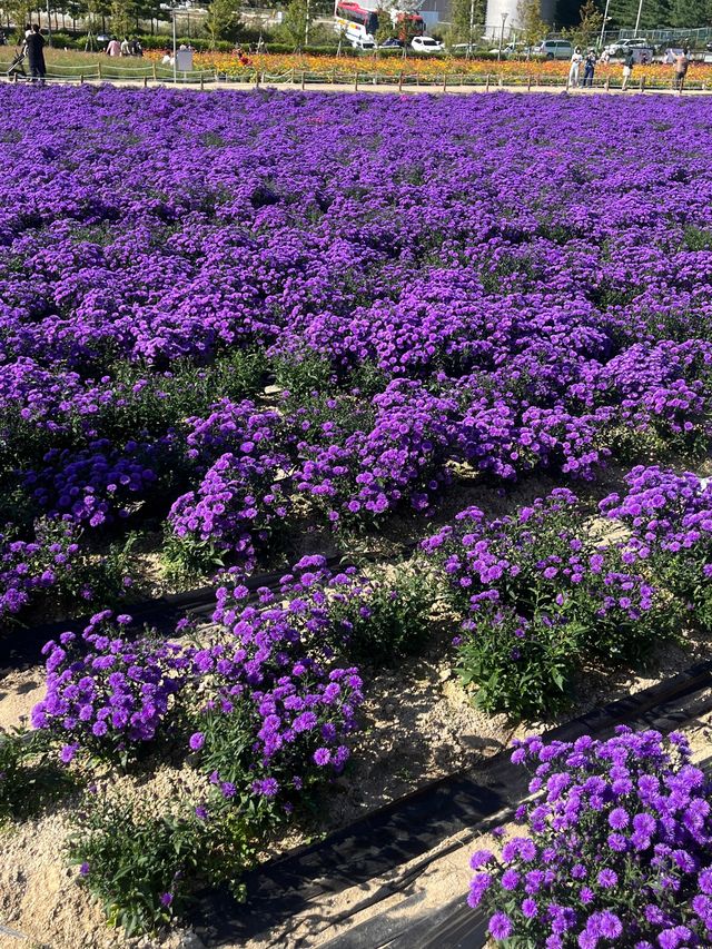 모든 가을 꽃을 구경할 수 있는 양주 나리농원 나들이🌸