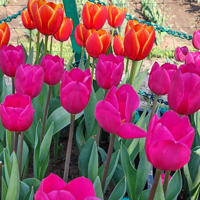 Best time to visit Tulip Garden in Srinagar💐🌷