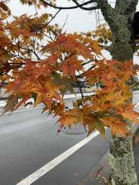 輕井澤的花葉之火焰點點黃金遍遍