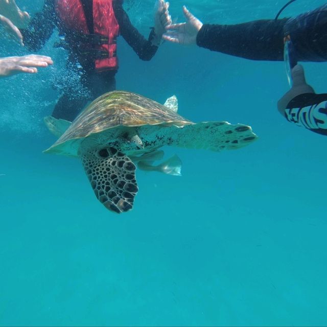 🇲🇾 Beneath the Waves: A Snorkeling Voyage into Redang Island's Marine Life