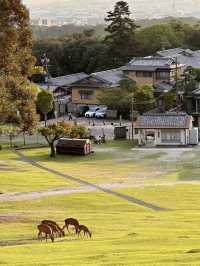 A fantastic visit to the Nara park ❤️