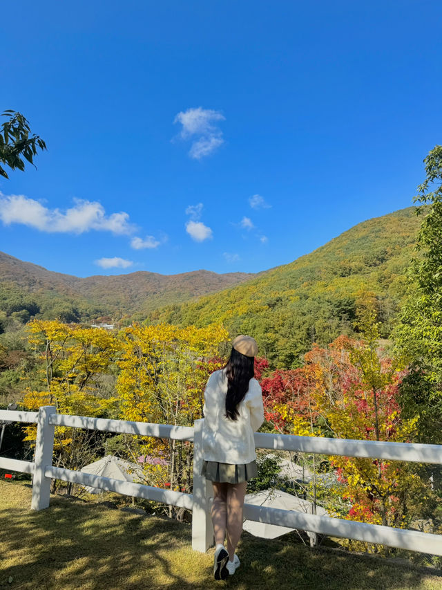 강아지와 함께 방문한 단풍명소 주리485