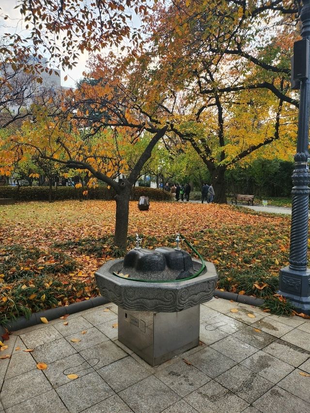 가을가을한 낭만적인 공원 경상감영공원🌿🧡